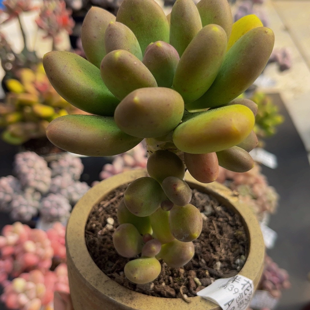 881芒果奶9cm多肉植物