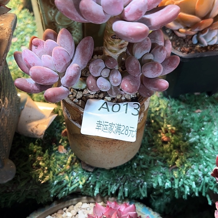 幸运的是我的朋友