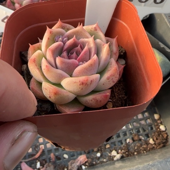 130巴洛克一物一拍多肉