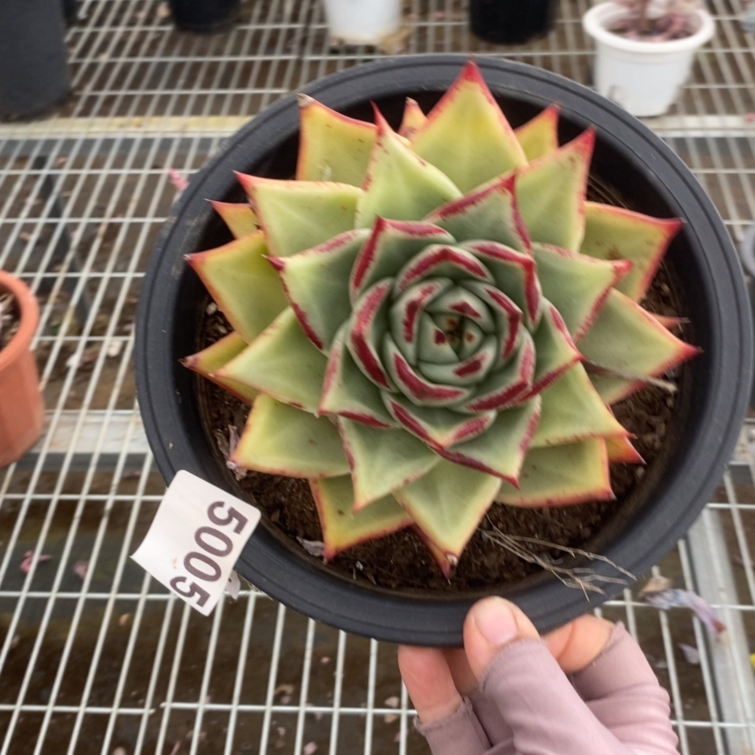5005乌木大单头一物一拍
