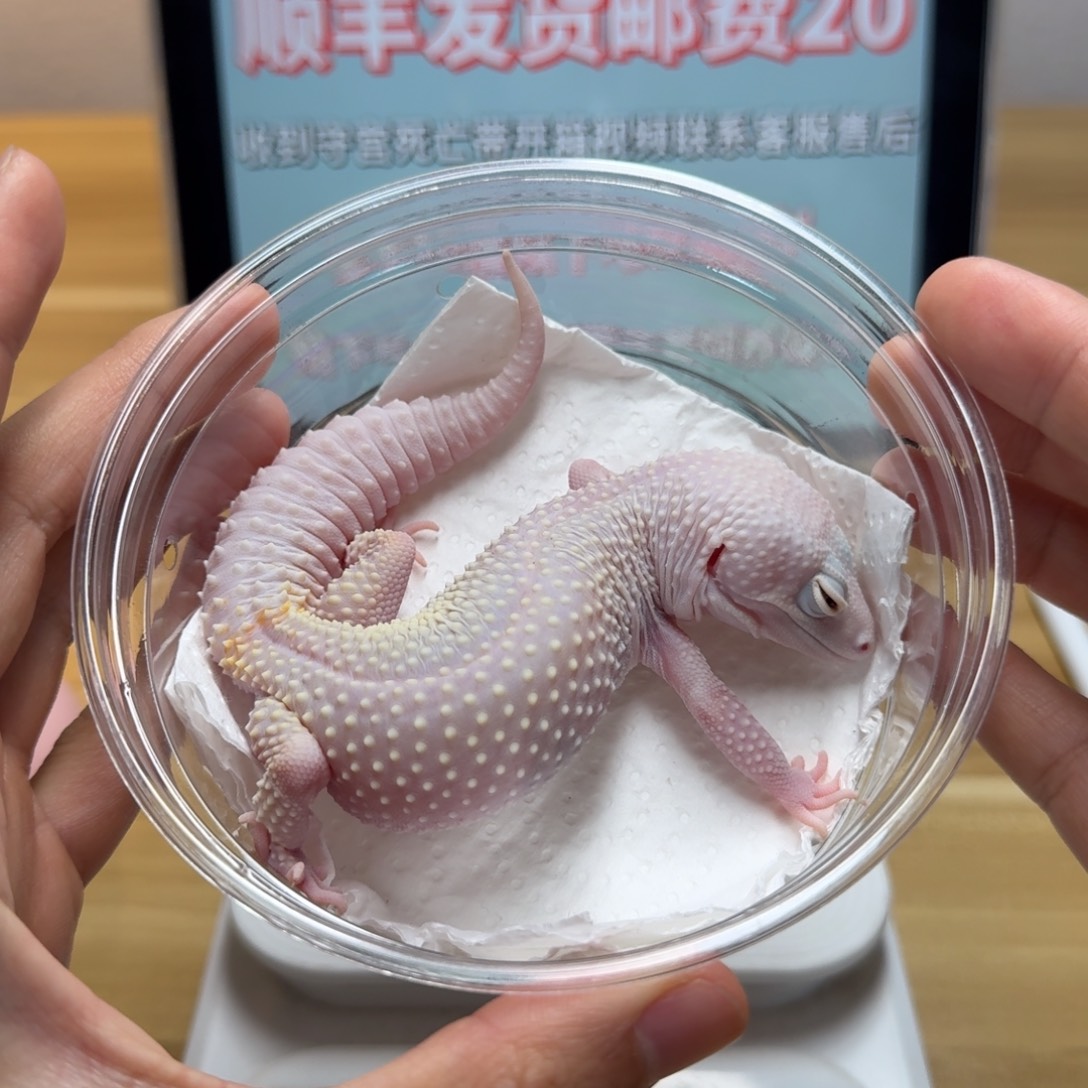 豹纹守宫恶魔白酒妹妹