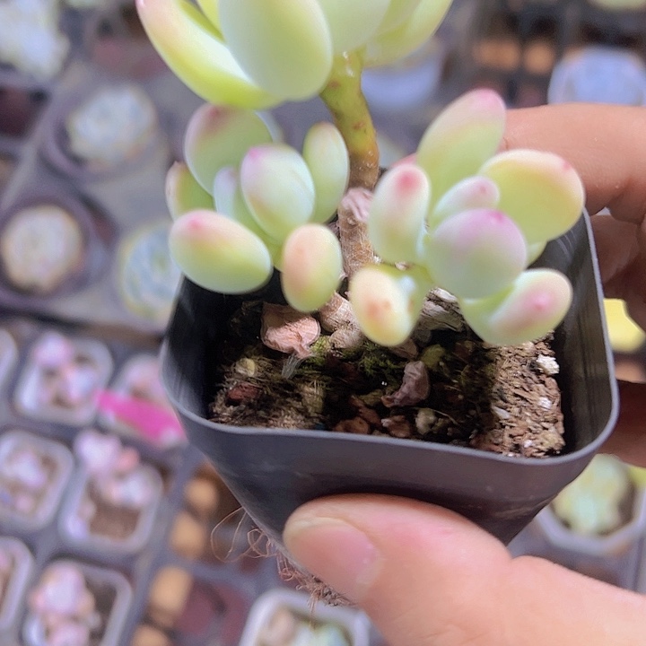 苹果奶精品多肉植物