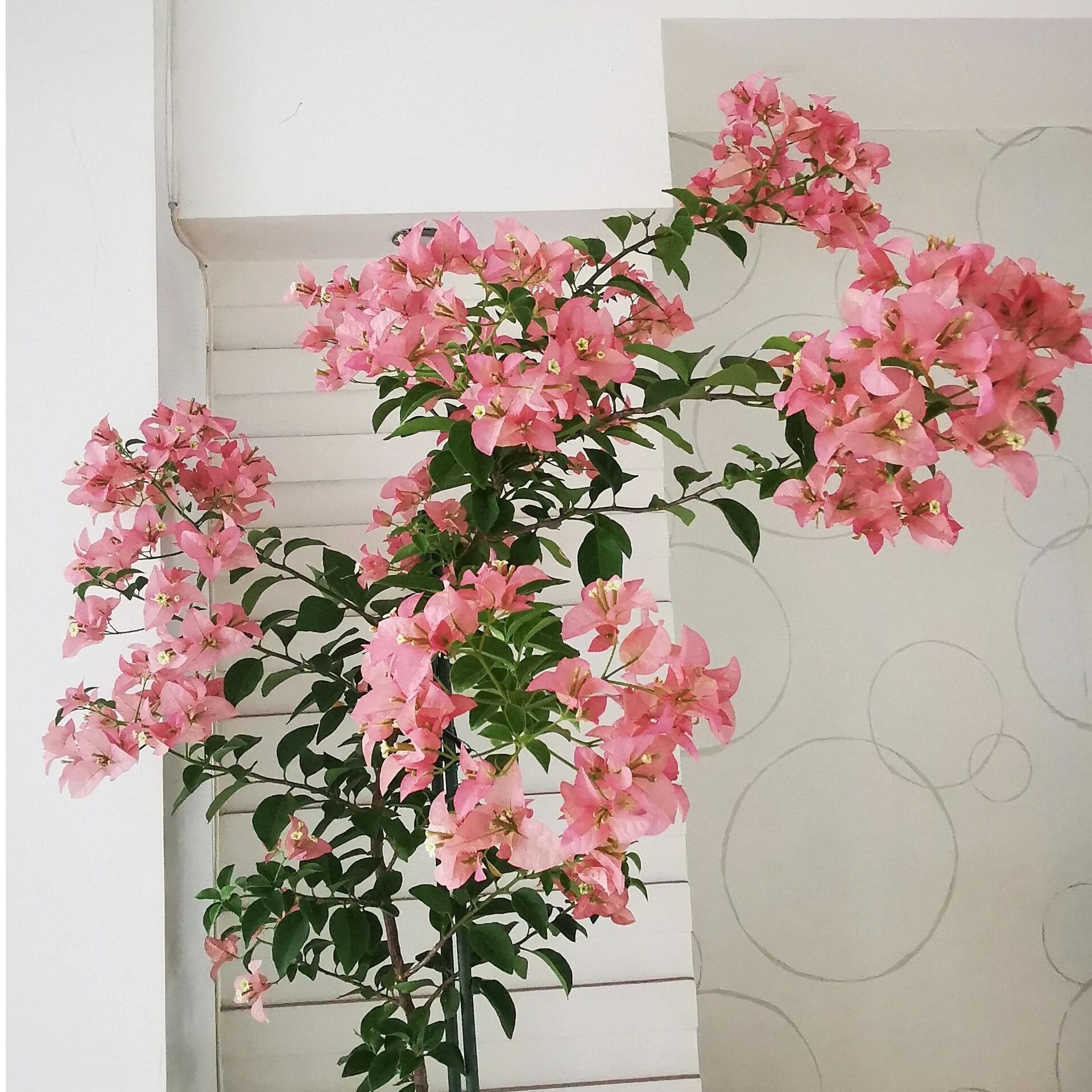 三角梅|虞城园艺 豆妈家 卡亚塔 耐热好养 四季开花