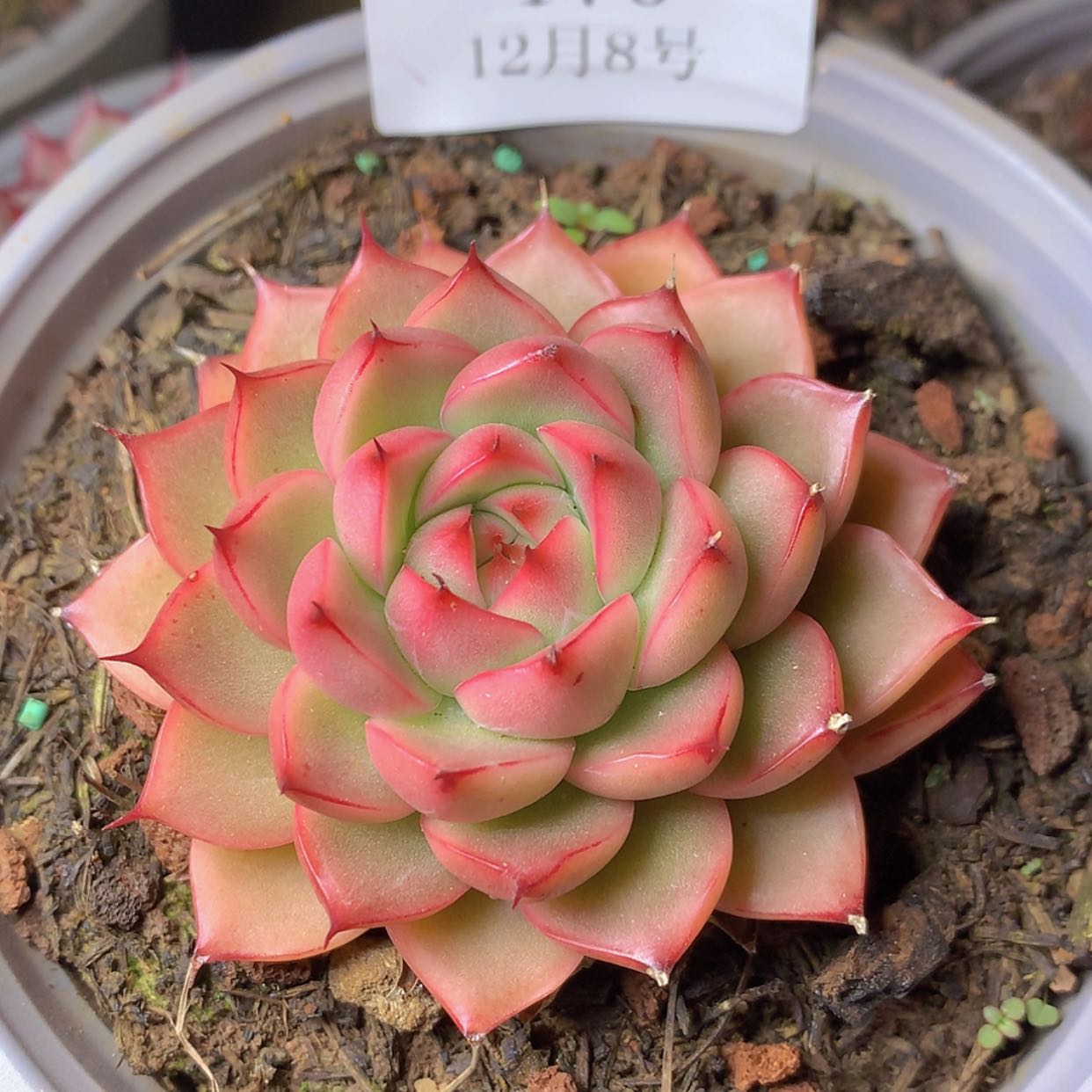 【闪购商品】云170号