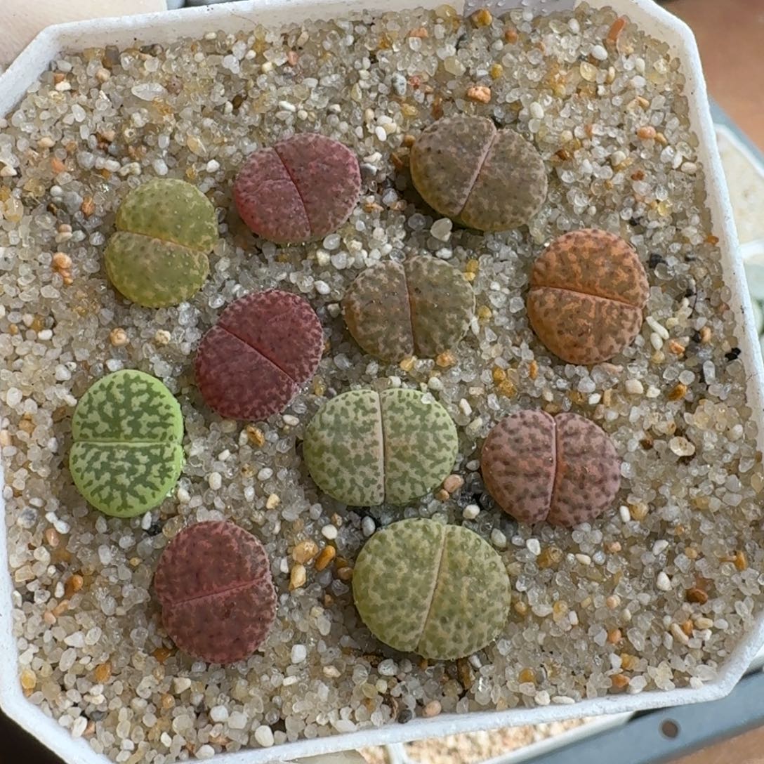 1230-020柘榴彩套生石花