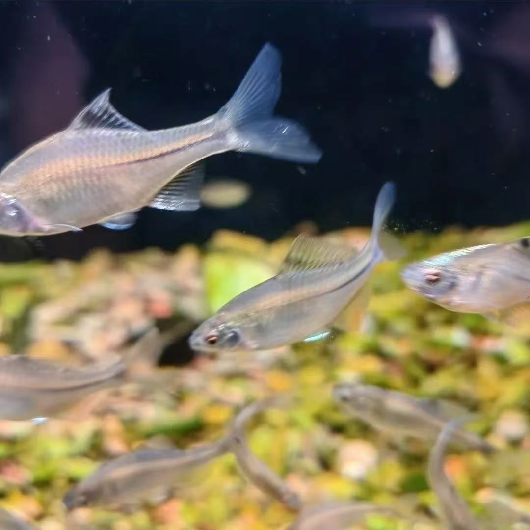 七彩鳑鲏鱼好养耐活冷水观赏鱼小型原生淡水鱼苗
