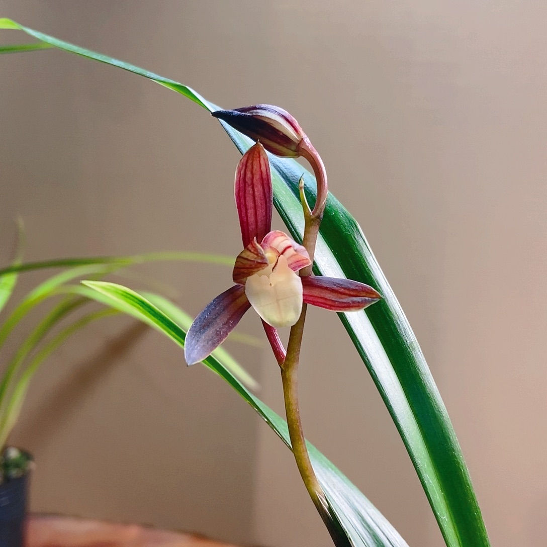 用****尘墨兰双美人3叶带花