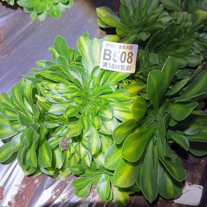 多肉法师琉璃缀化