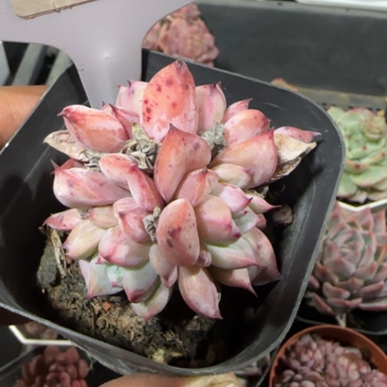 67帕提一物一拍多肉