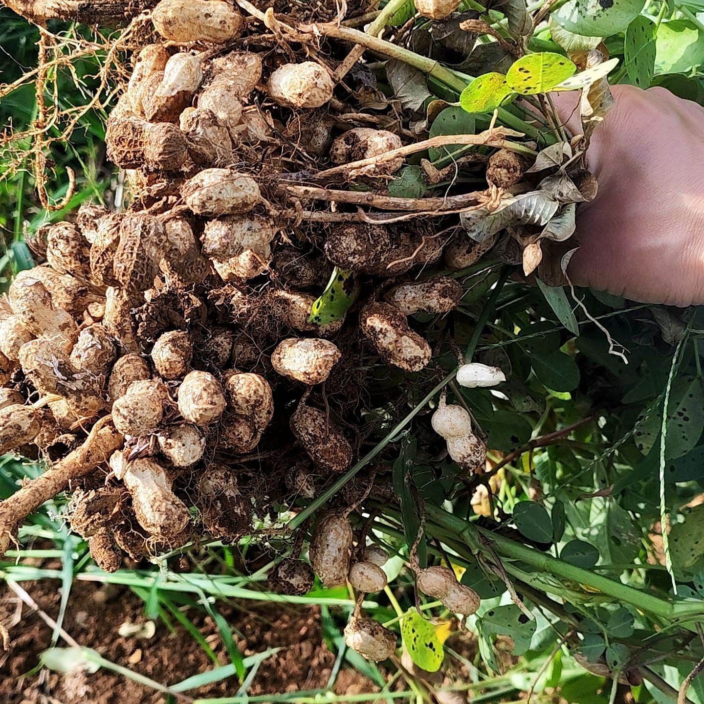 贵州当季新鲜现挖带壳带泥湿花生农户自种水煮美味花生