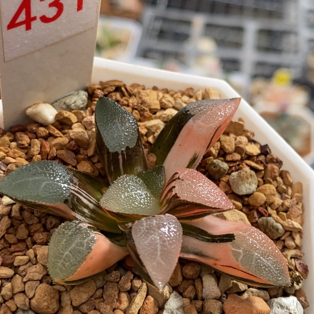 431号网纹克锦多肉