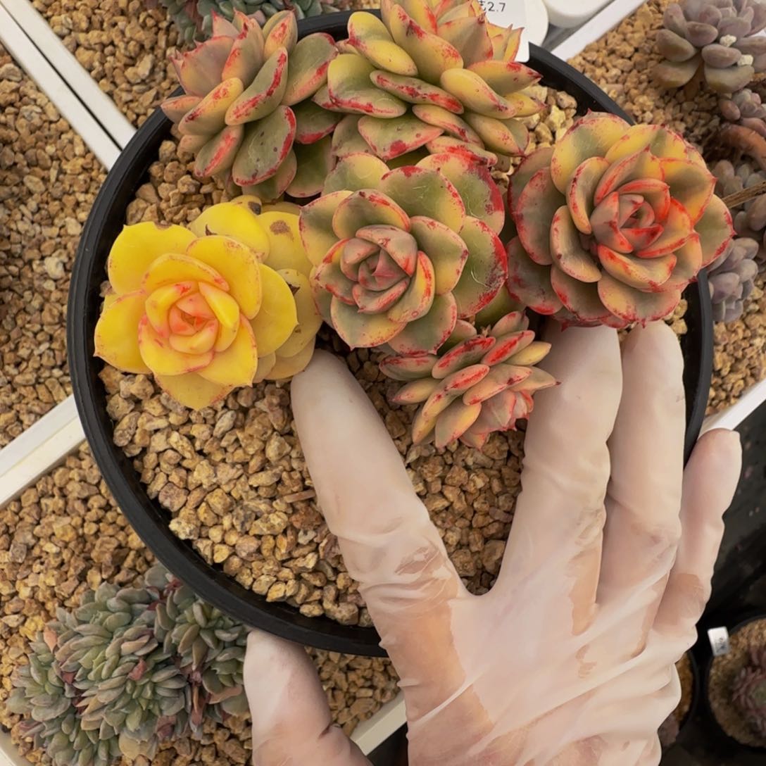 人**琳a a a a a a a a a a 79