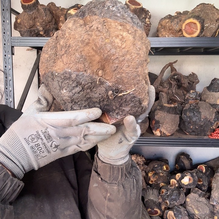 风***香榧木火琉璃的故事是一个人的