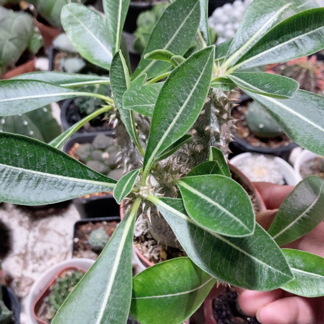 实生惠比大黑一物一拍