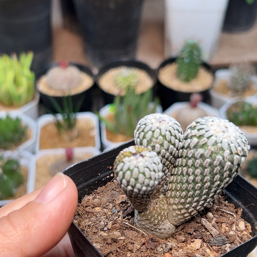 精巧殿实生球母本一颗