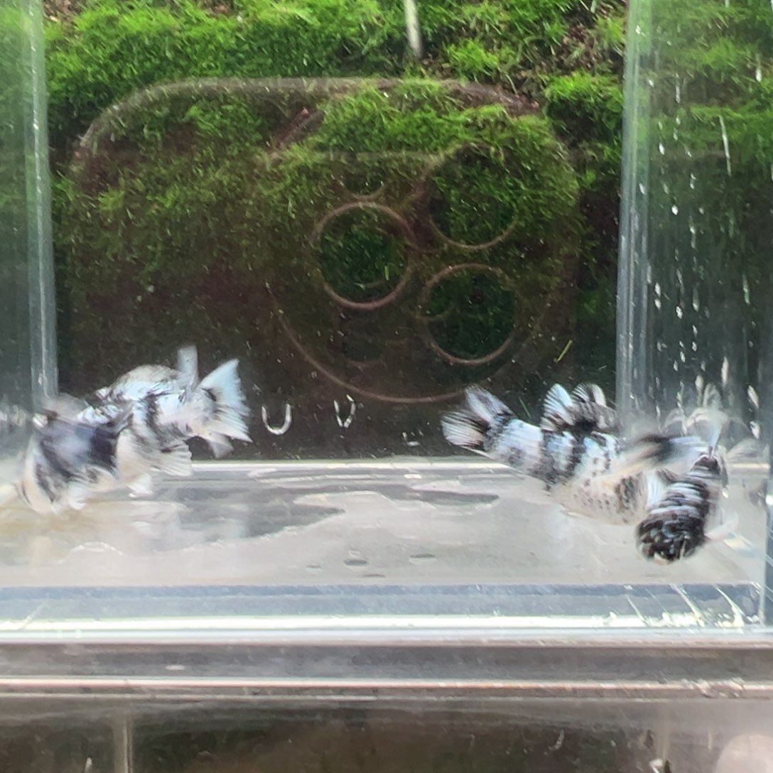 黑玛丽鱼水墨鱼苗6条