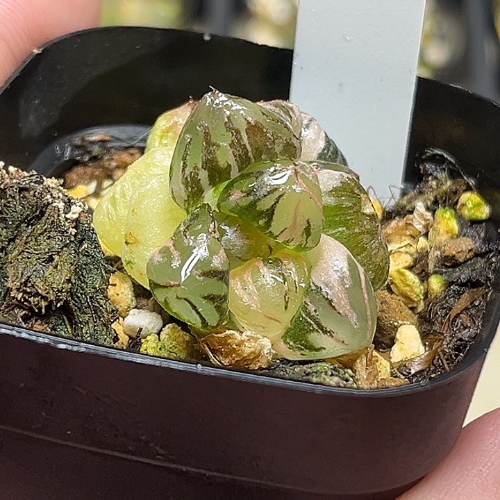 69四头不知名玉露锦