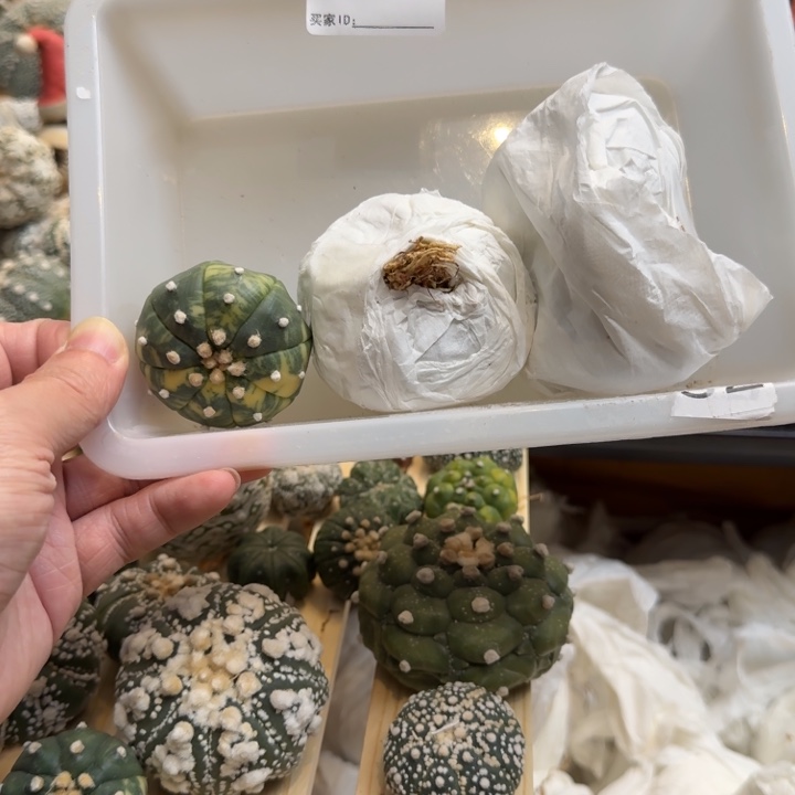 兜星球仙人球068号