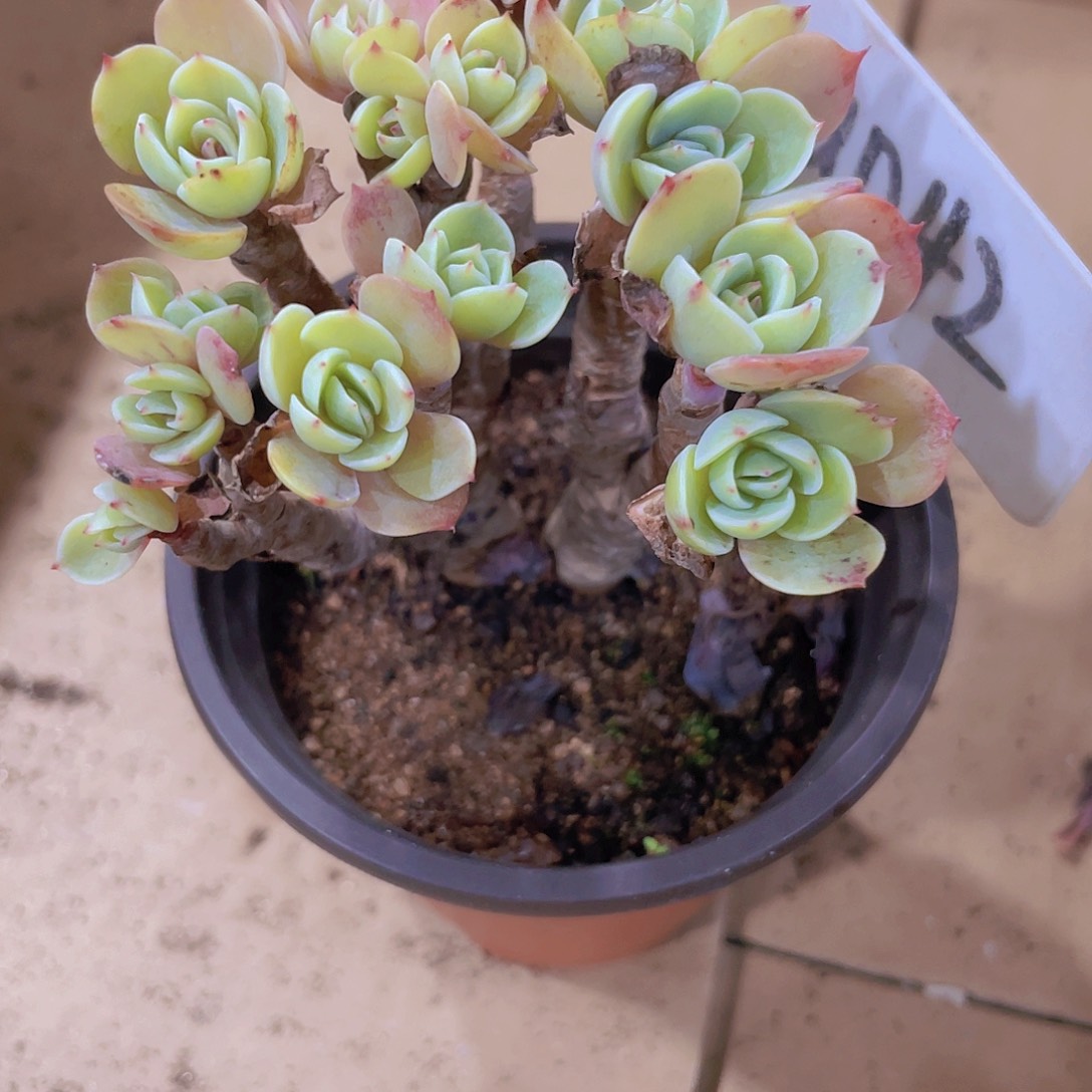 5年老桩艾斯米兰达a042一物一拍