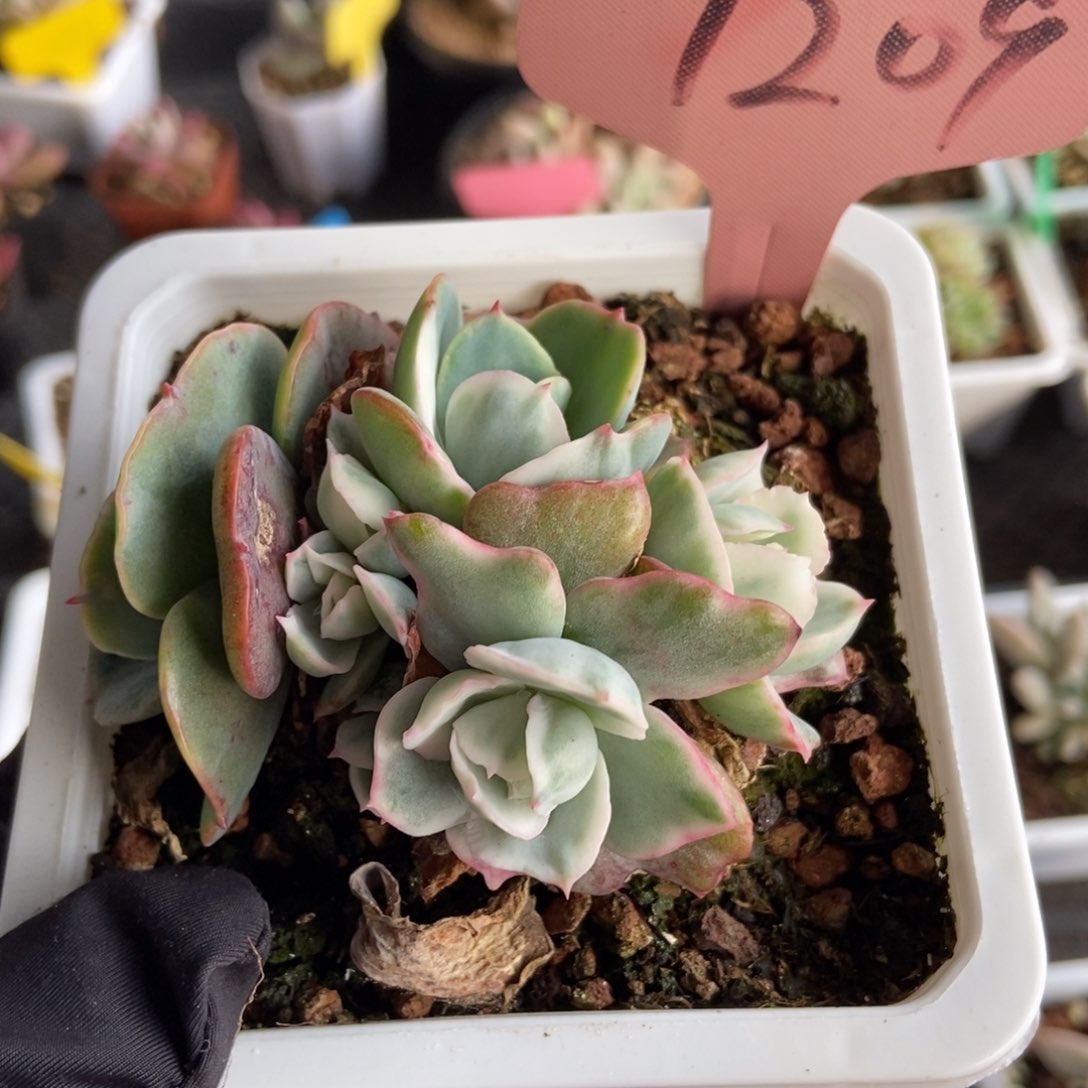 7209伯克利锦多肉植物