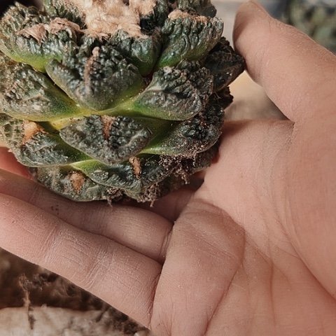 2721只有木心的仙人球