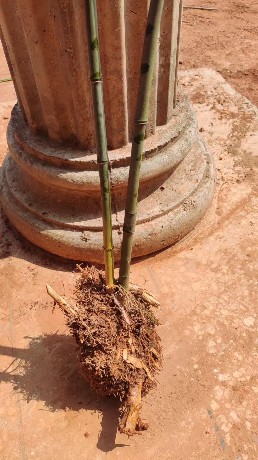 实心玉竹苗，带土球发货，粗1.2左右，高60左右