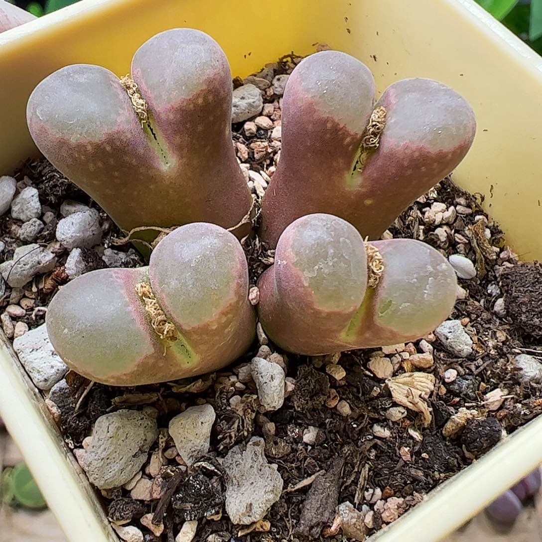 风铃母本带盆发………………