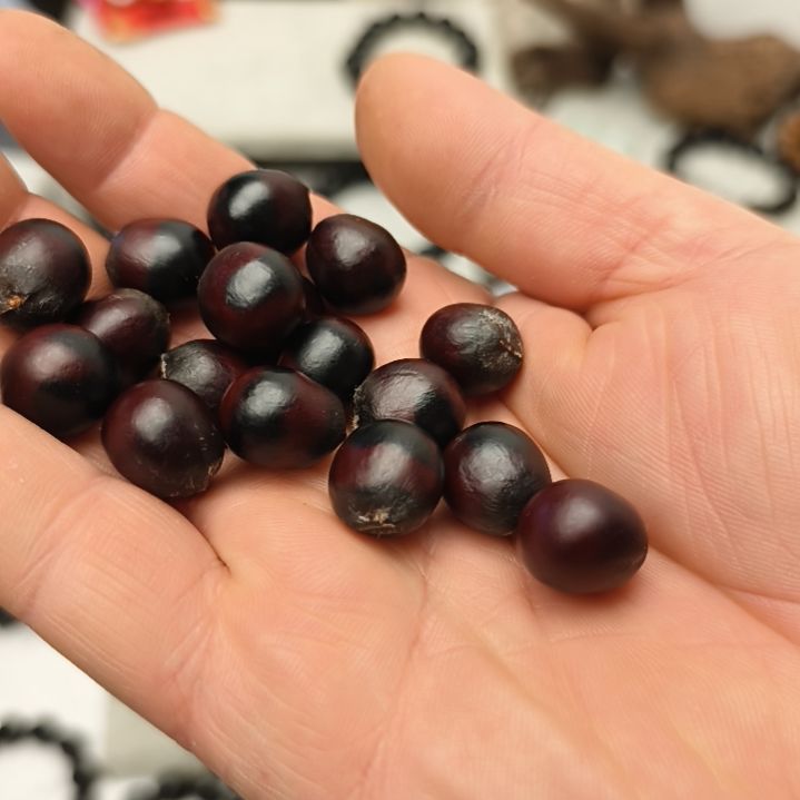 菩提根/象牙果手串