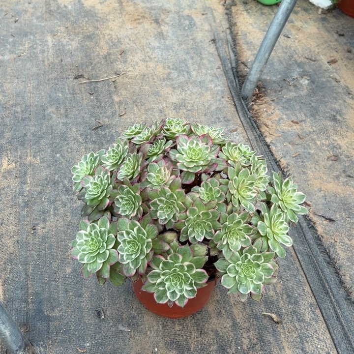 9莲花多肉多肉多肉多肉