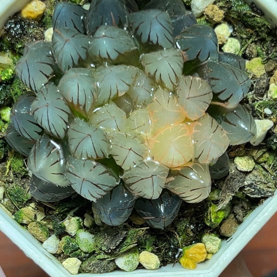 恭喜发财大吉大利0392