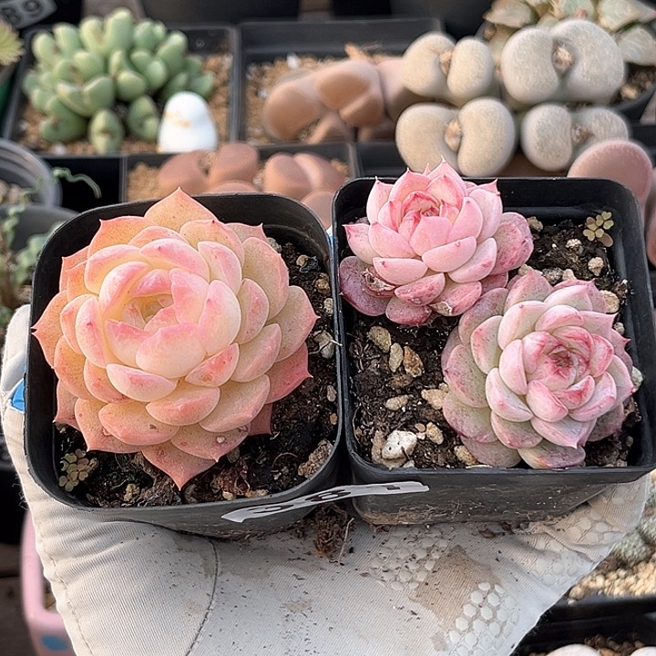 381 冰魄两盆 有疤特 带盆土