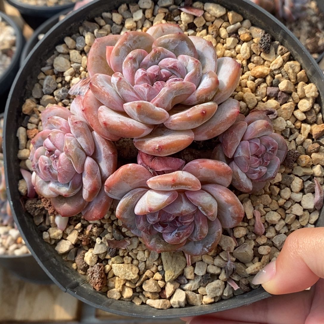 四头脸朝上绿底紫心 
