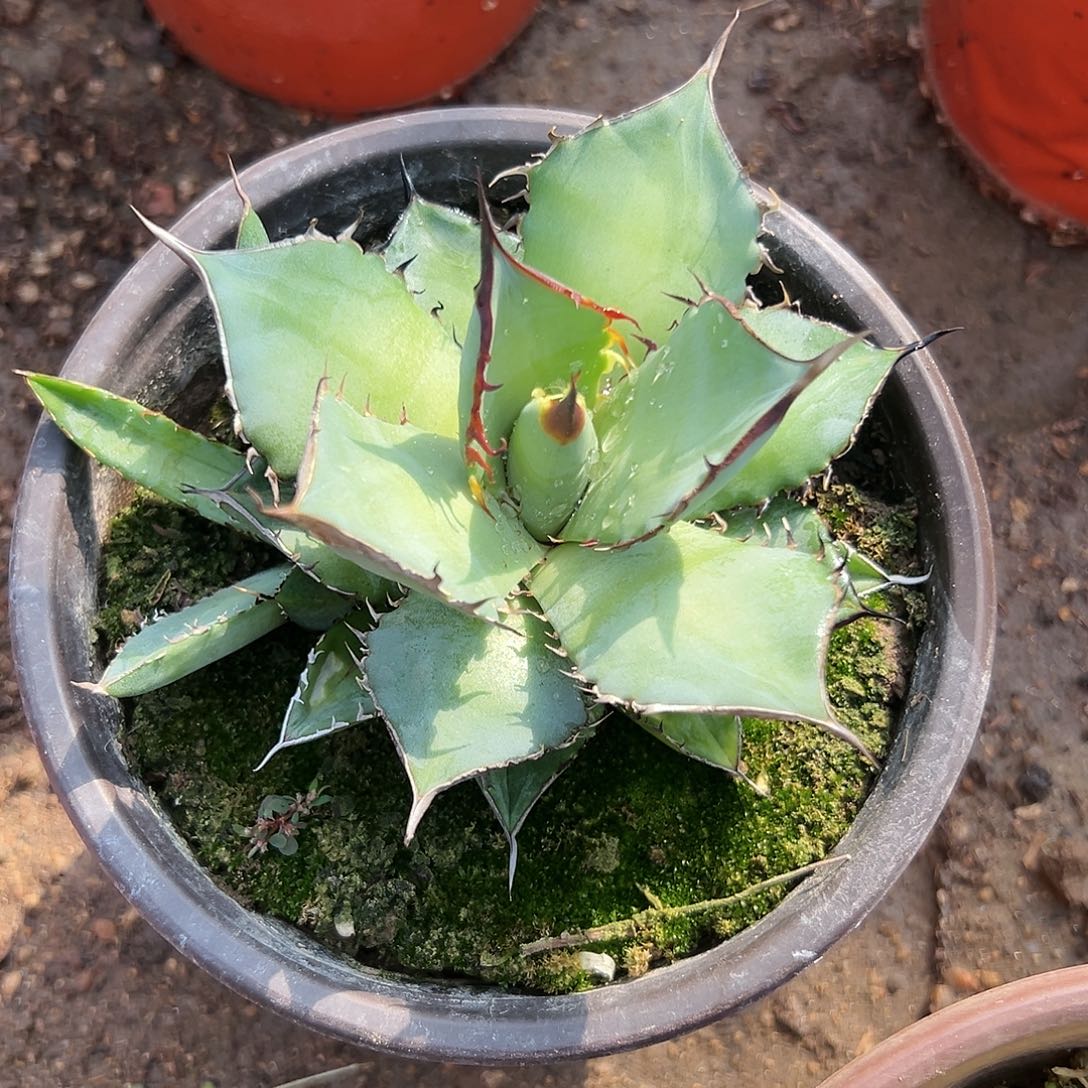多肉植物熊猫龙舌兰