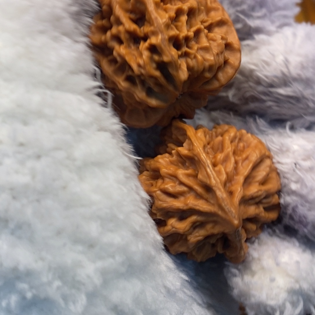 唐***宝秦岭森林茂密和植被