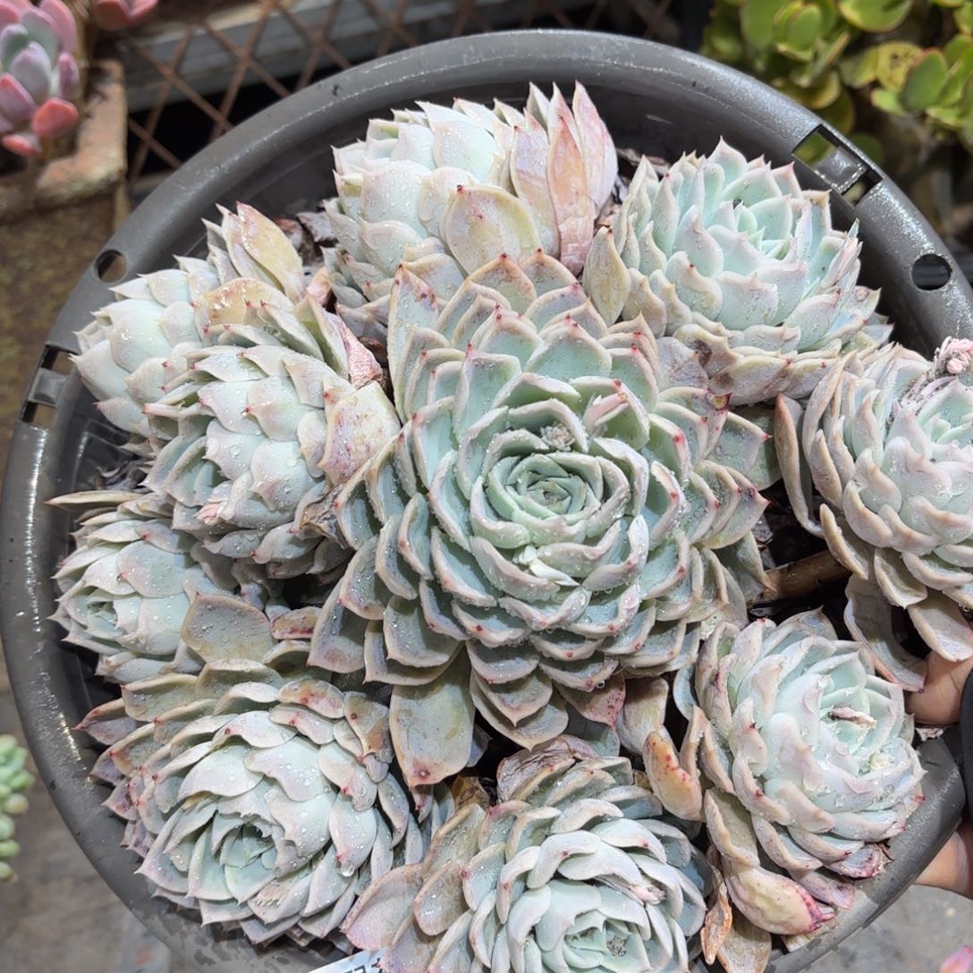 同温层多肉约瑟琳379