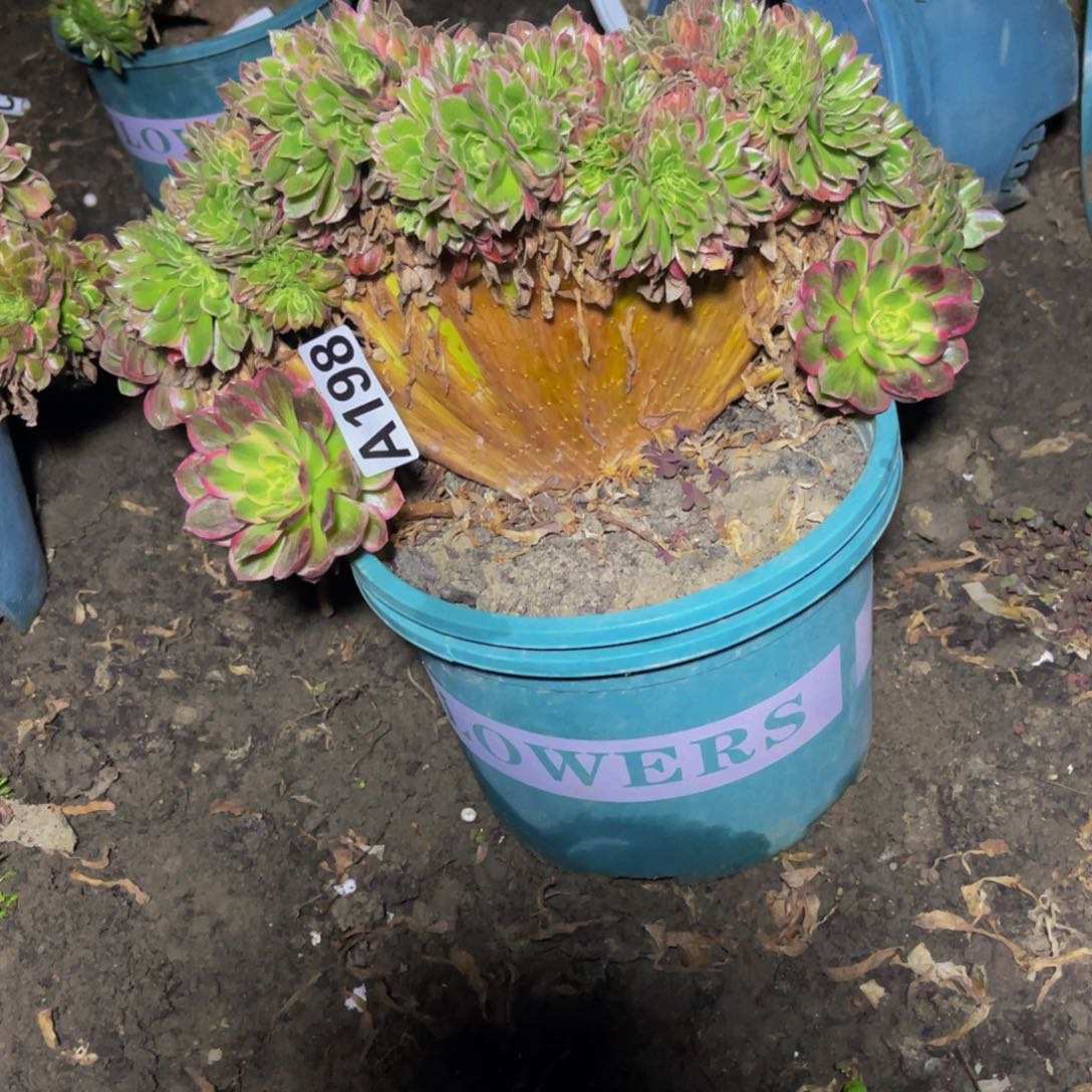 海王法师16///9瑕疵包邮