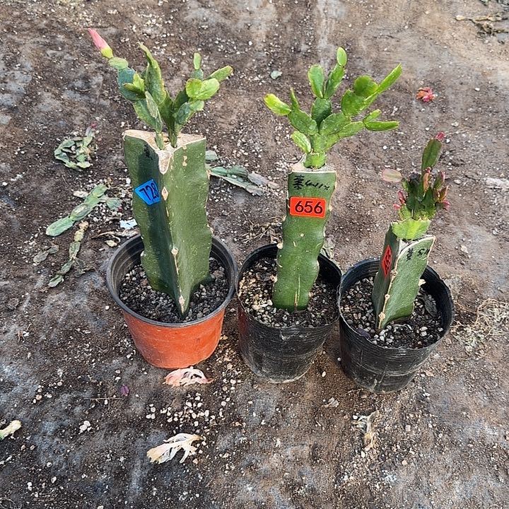 728+656+655嫁接蟹爪兰：索菲亚两颗+黄金（无花苞）