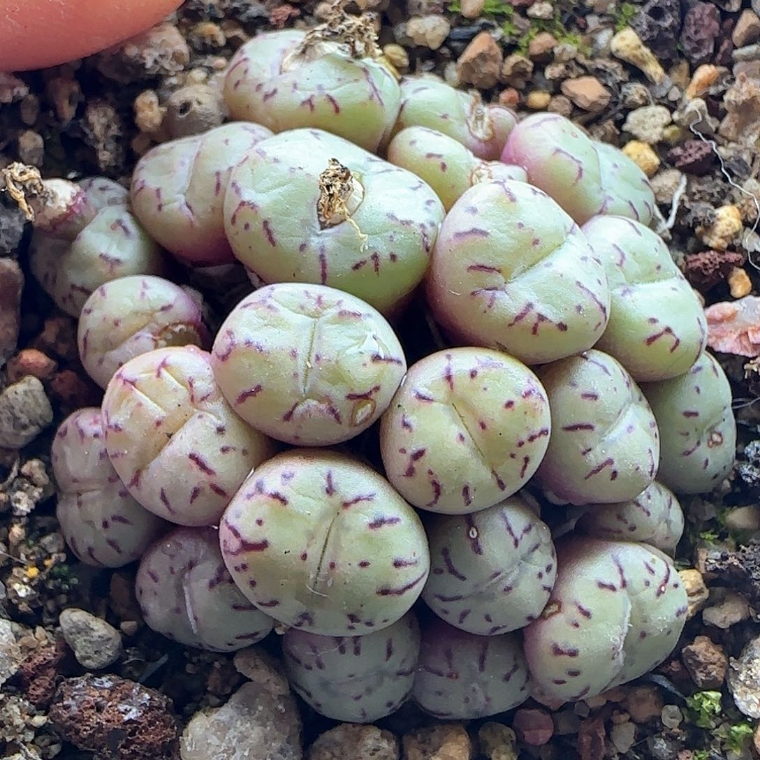 28包邮脱土发货29164