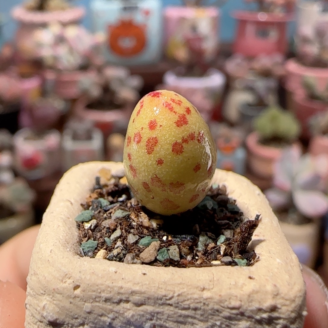 可爱的小黄鱼盆口1.5cm