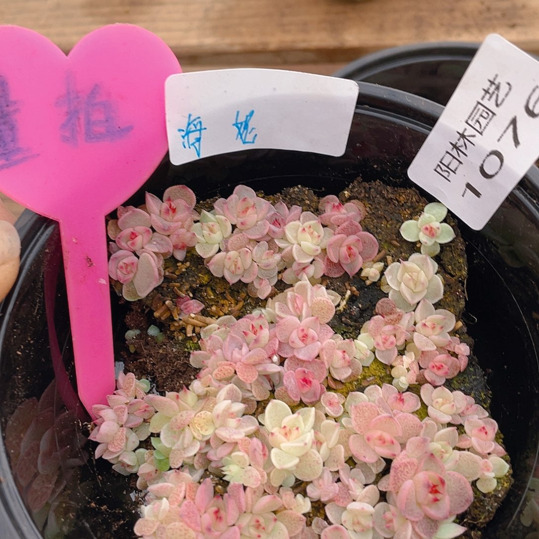 量拍多肉植物多肉植物1076