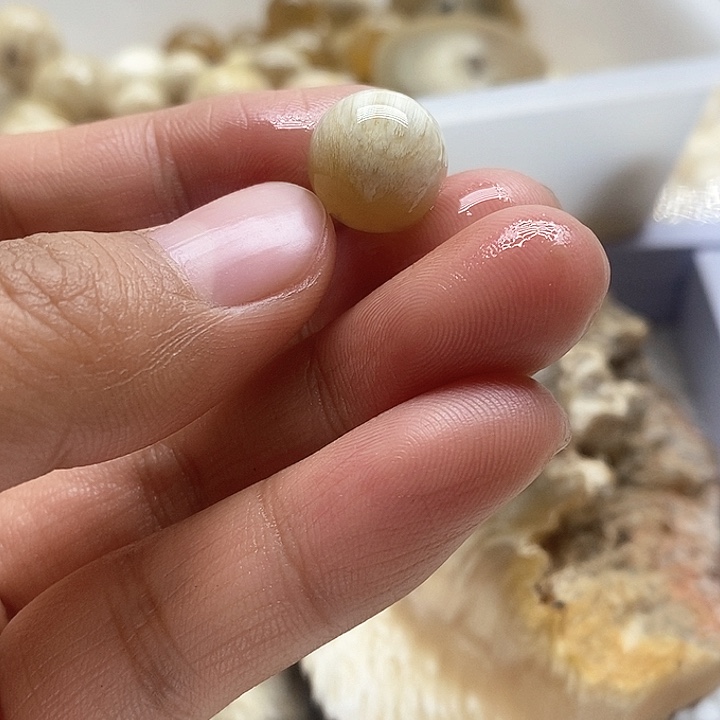 贝壳手串/手链12.1社会牛圆珠