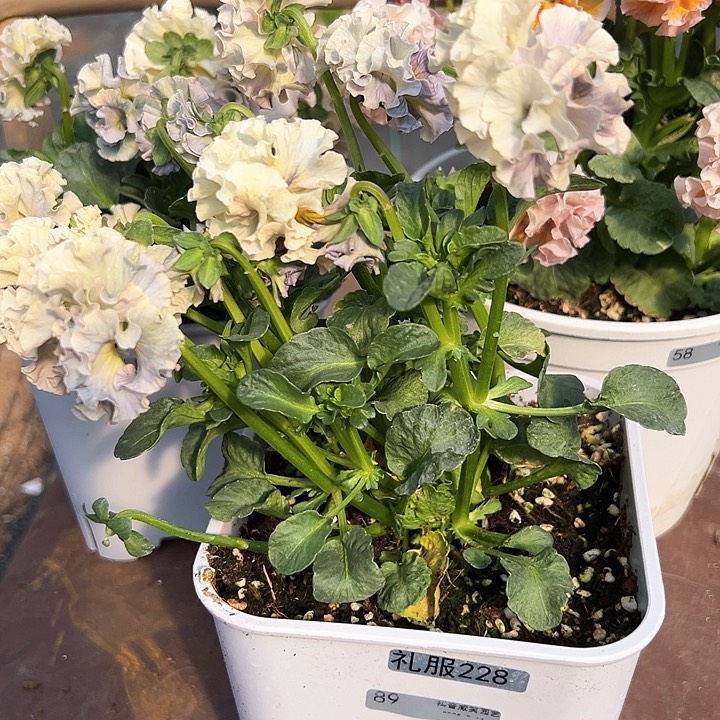 木抖音直播闪拍89