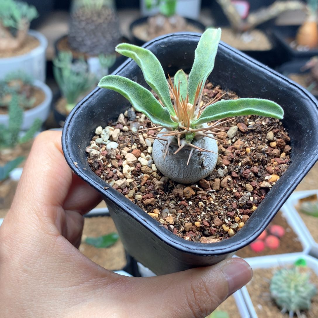 实生光堂棒槌带盆多肉