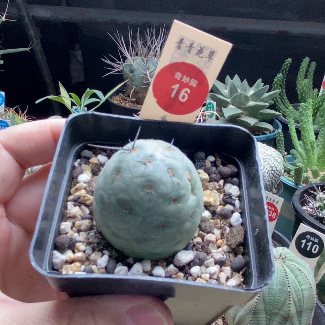 自根洞洞习志野3.7cm