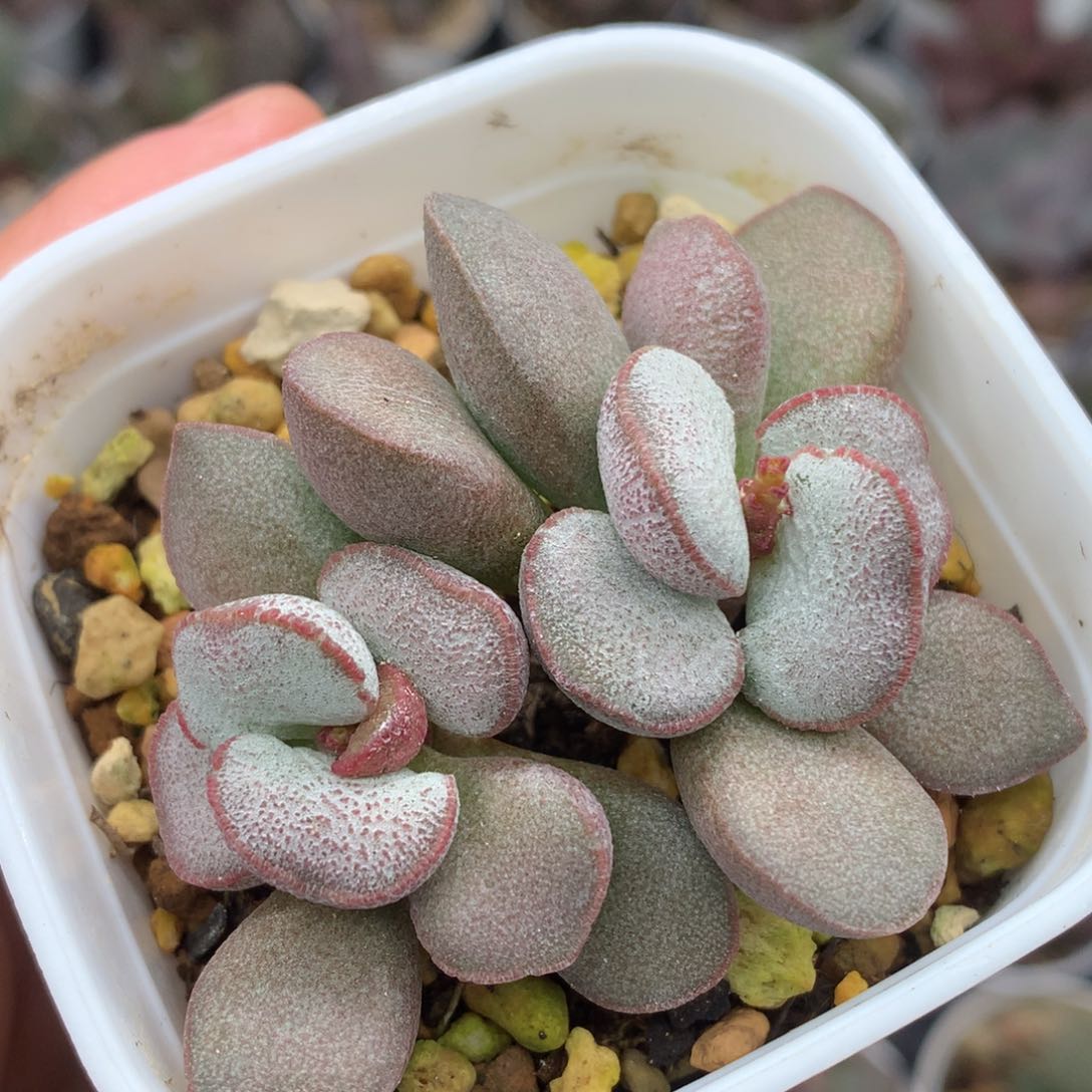 春彩磨砂蛋 一物一拍 大成株