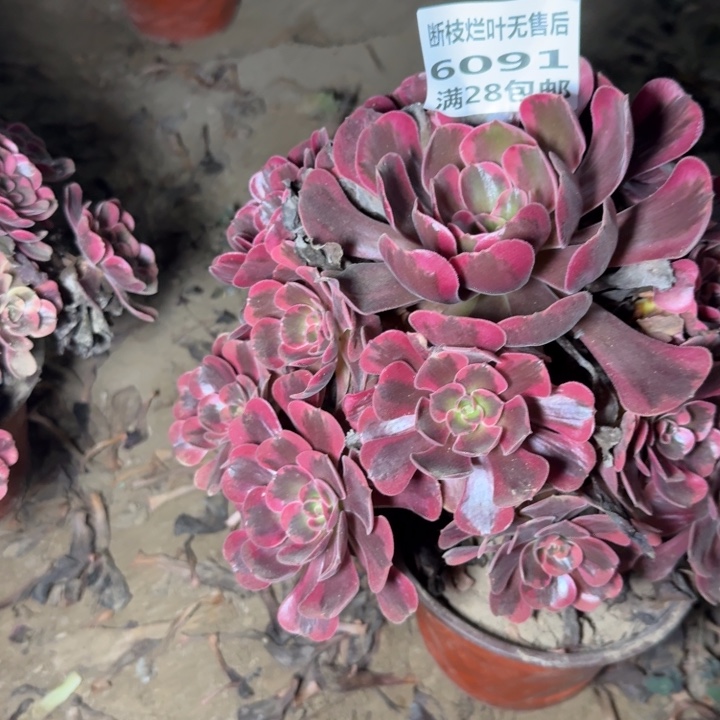 全***肉6091二号棚凤冠大的O