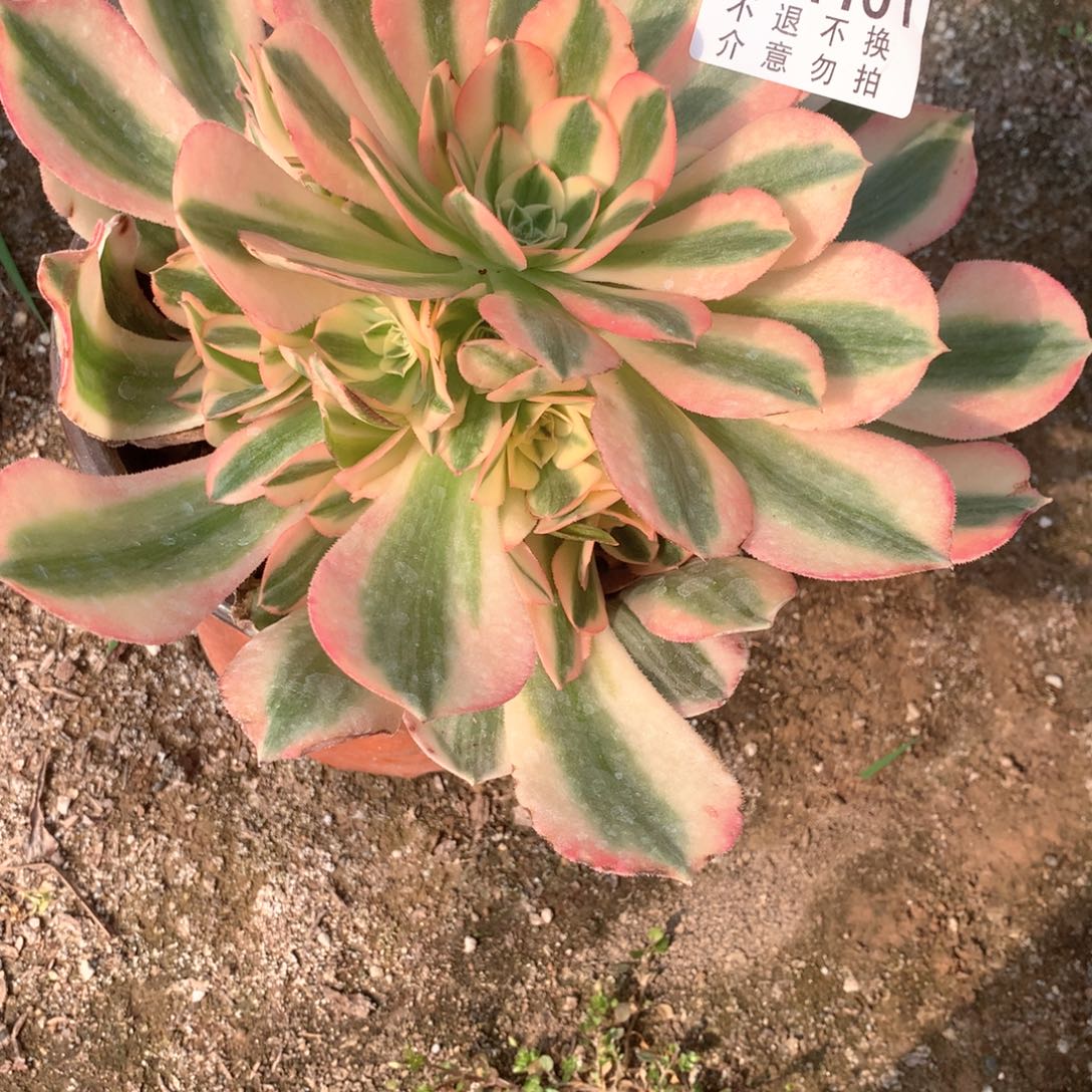 多肉植物香妃401