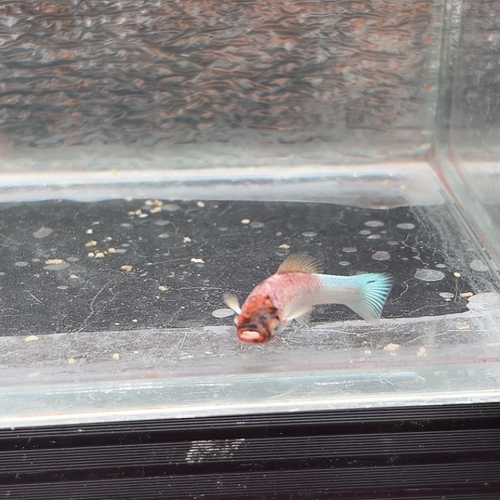 孔雀鱼玛丽鱼一条红头