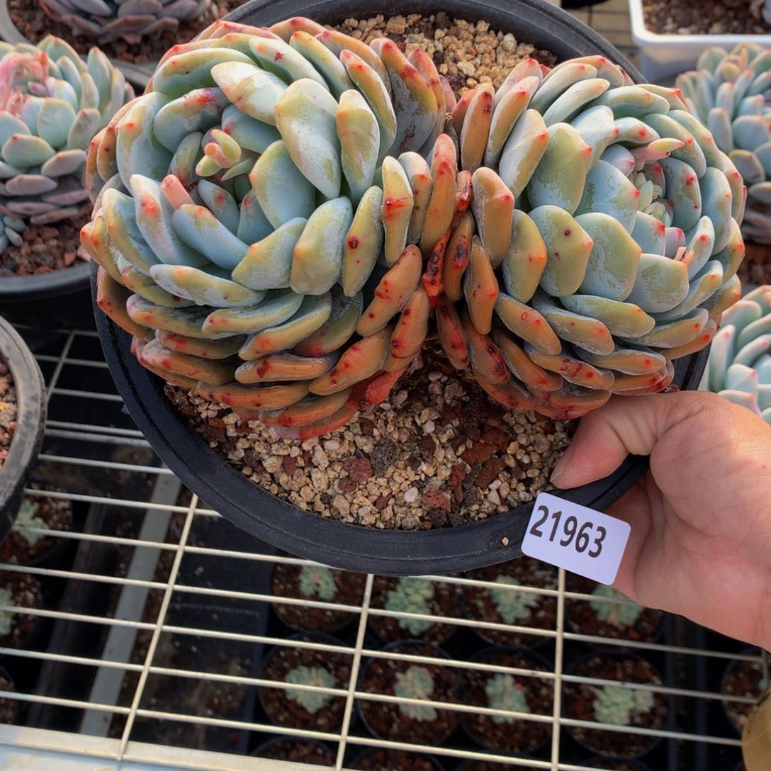 21963有一个头石化嗯嗯