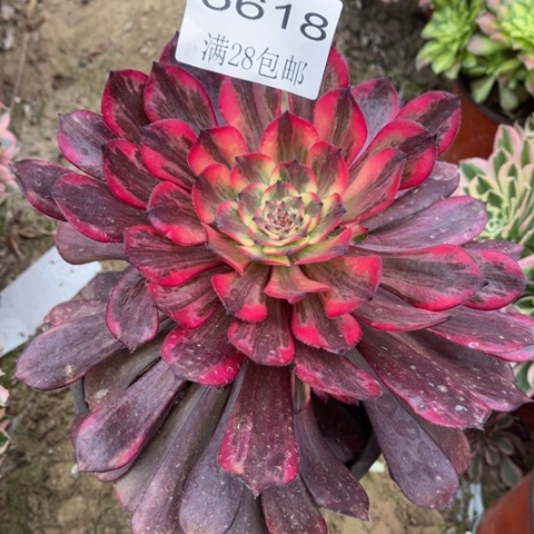 烟花多肉多肉5618